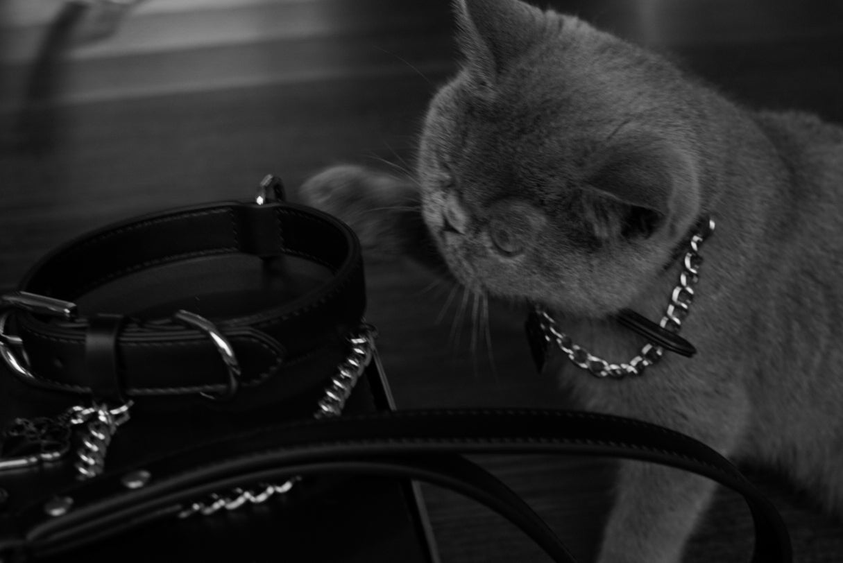 FLEAZUS COUTURE Harness Set image 9