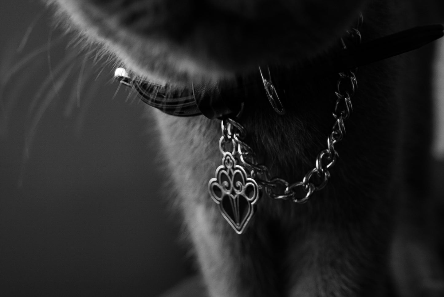 FLEAZUS COUTURE Collar image 1