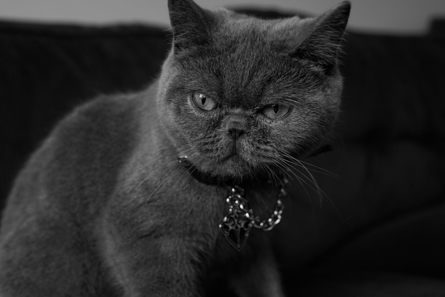 FLEAZUS COUTURE Harness Set image 6