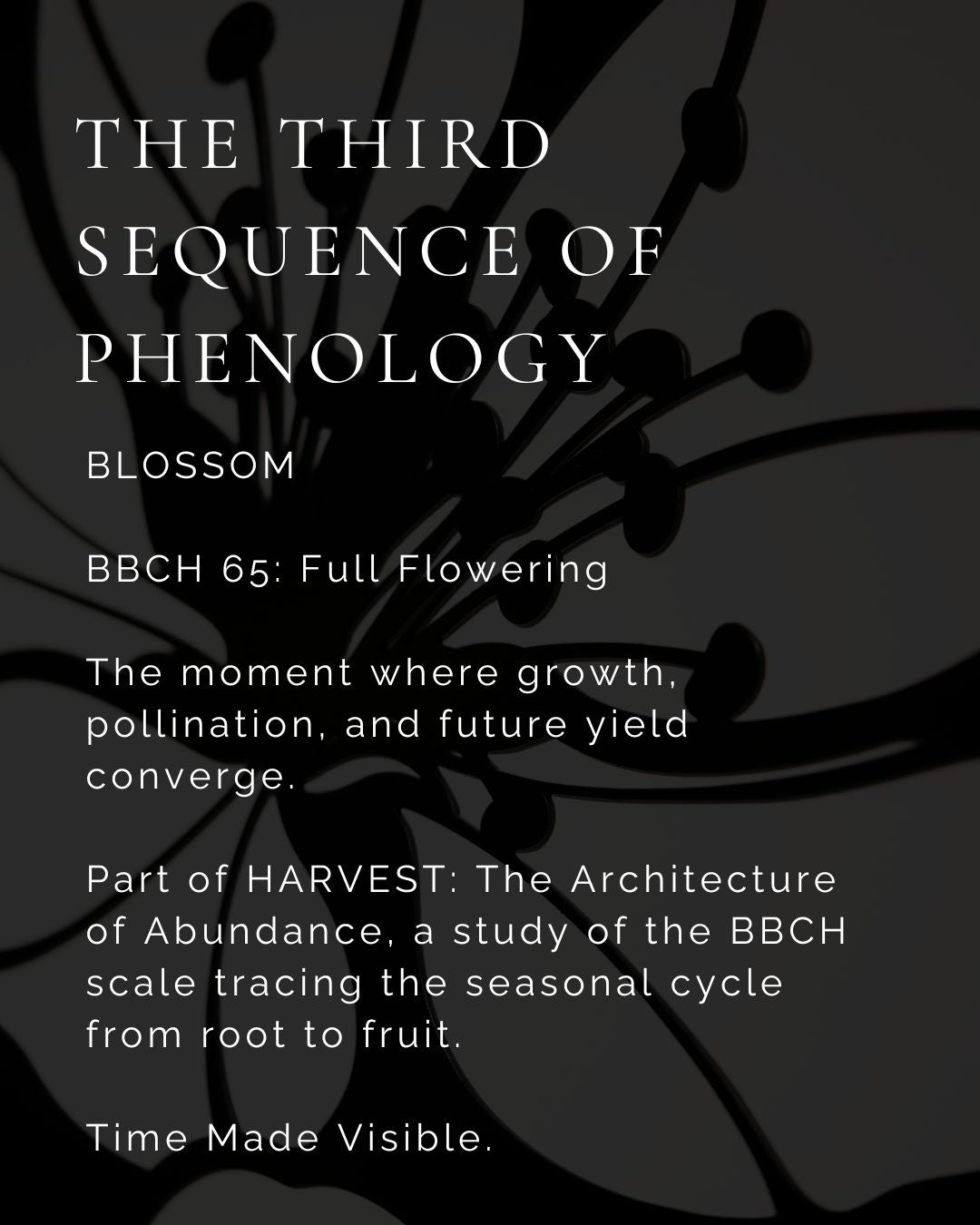 HARVEST Digital Exhibition Catalogue + Blossom Artist’s Proof Entry