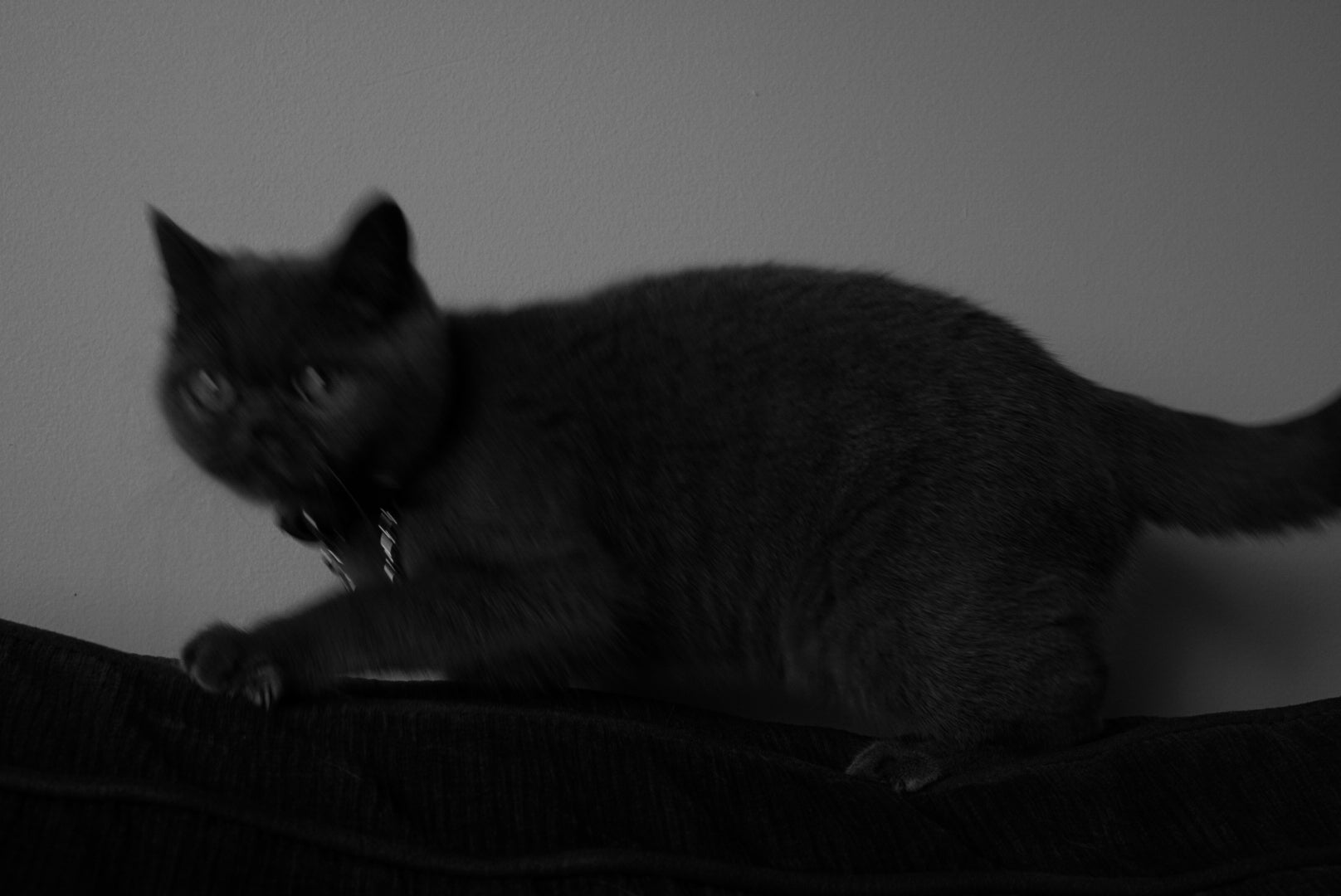 FLEAZUS COUTURE Harness Set image 8