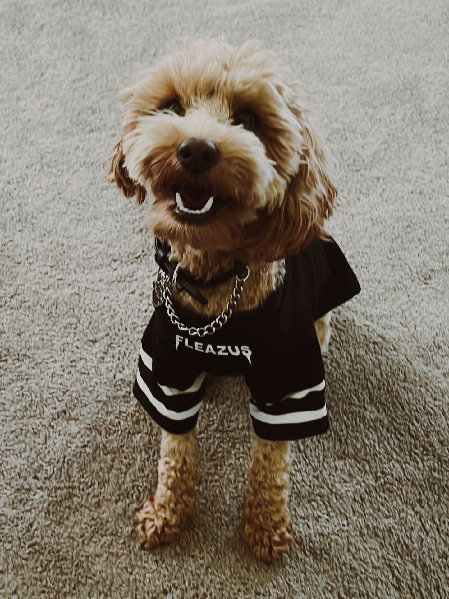 FLEAZUS Pet Tee STRIPES