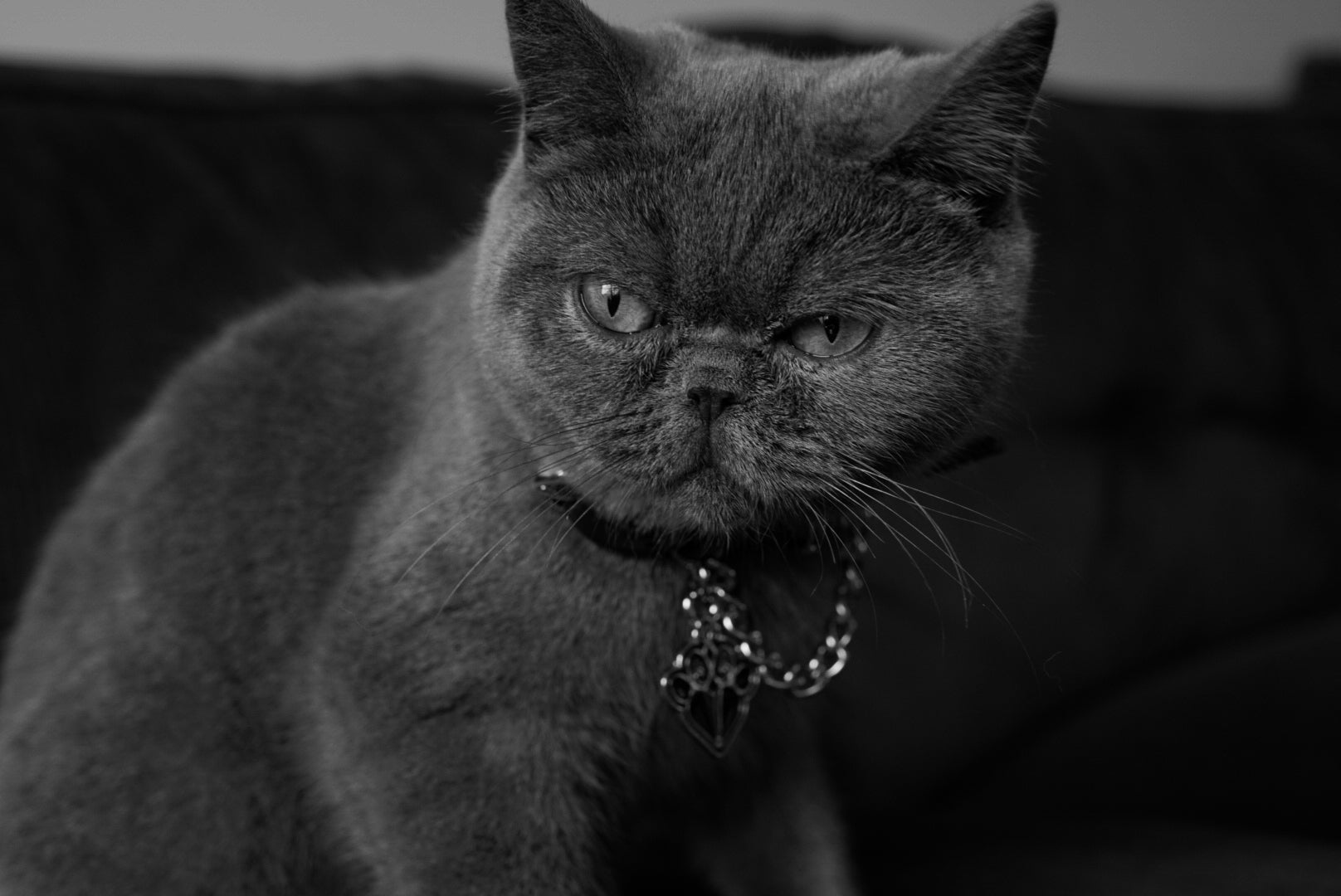 FLEAZUS COUTURE Harness Set image 6